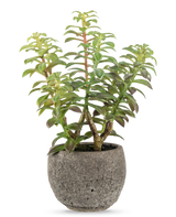 De Kunst vetplant in sierpot 31 cm heeft een groene vetplant met dikke, rechtopstaande stengels en langwerpige bladeren, in een grijze stenen pot met textuur, perfect als decoratief accent tegen een witte achtergrond.