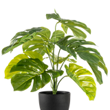 De Kunst Monstera 55 cm in sierpot zwart heeft grote, glanzende, gespleten groene bladeren in een zwarte sierpot, tegen een effen witte achtergrond.