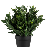 De Kunstplant Pumila 23 cm is een weelderig groene kunstplant met talrijke puntige bladeren, in een eenvoudige zwarte pot en tegen een effen witte achtergrond.