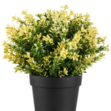 De Kunstplant Buxus geel UV 22 cm UV is een kleine potplant met dichte groene en gele bladeren in een eenvoudige zwarte pot, tegen een effen witte achtergrond.