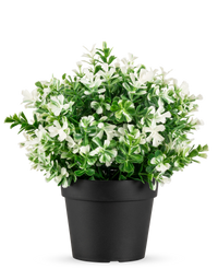 Kunstplant Buxus wit in pot UV 19 cm