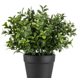 De Kunstplant Murraya 21 cm is een kleine, weelderig groene potplant met dichte, glanzende bladeren in een eenvoudige zwarte pot, afgebeeld tegen een effen witte achtergrond.