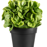 De Kunstplant Murraya UV 20 cm is een kleine, ronde kunstplant met weelderige groene bladeren in een eenvoudige zwarte pot, tegen een effen witte achtergrond.