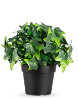 De Kunstplant Klimop in pot 20 cm UV heeft weelderige, groene stervormige klimopbladeren in een strakke zwarte plastic pot, op een effen witte achtergrond.