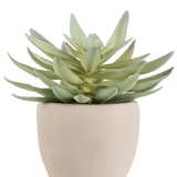 De Kunst vetplant 18 cm heeft dikke, puntige groene bladeren in een eenvoudige, ronde pot van gebroken wit keramiek, tegen een witte achtergrond.