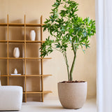 De Kunstplant Pachira 180 cm met levendige groene bladeren staat op een licht vloerkleed in een minimalistische woonkamer, naast een houten plank met witte vazen en een witte fauteuil met structuur.