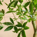 Close-up van een Kunstplant Pachira 180 cm met glanzend groene, lancetvormige bladeren en lichtbruine stengels tegen een beige achtergrond.