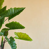 De Kunstplant Calocasia 210 cm heeft grote groene bladeren met zichtbare nerven op donkere stelen, die tegen een effen beige muur staan voor een eenvoudige, natuurlijke uitstraling binnenshuis.