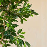 Een close-up van de Kunstplant Ficus Groen 180 cm met slanke takken in een sierpot, tegen een effen beige achtergrond.