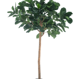 De Kunstboom Tabaksplant 260 cm is een hoge kunstplant met weelderige groene bladeren en een slanke bruine stam, in een compacte zwarte pot en tegen een effen witte achtergrond.