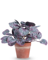 De Kunstplant Rugose blad 16 cm grijs is een kunstplant met ronde, bonte bladeren in paarse en groene tinten in een terracotta pot tegen een effen witte achtergrond.