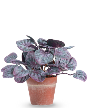 De Kunstplant Rugose blad 16 cm grijs is een kunstplant met ronde, bonte bladeren in paarse en groene tinten in een terracotta pot tegen een effen witte achtergrond.