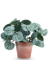 De Kunstplant Rugose blad 16 cm groen is een kunstplant met ronde, groene bladeren en lichte zilverachtige nerven, gepresenteerd in een roodbruine kleipot tegen een effen witte achtergrond.