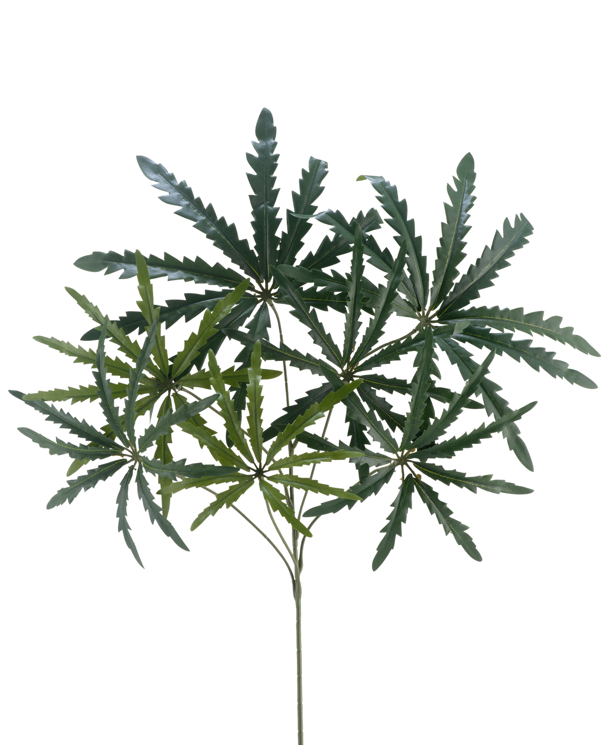 De Kunsttak Ming Aralia spray 68 cm FR heeft groene, stekelige bladeren die zich vertakken vanaf slanke stelen, tegen een effen witte achtergrond.