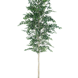 De Kunst Berkeboom 300 cm is een boom met bladeren eraan.