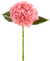 De Kunstbloem Charlotte Hortensia Real Touch donker roze is een kunsthortensiabloem van 55 cm lang, met een ronde tros donkerroze bloemblaadjes en groene blaadjes op een lange steel, geïsoleerd op een witte achtergrond.