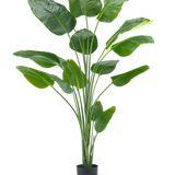 De Kunstplant Strelitzia 210 cm real touch heeft lange, slanke stelen en grote, glanzend groene bladeren tegen een effen witte achtergrond.