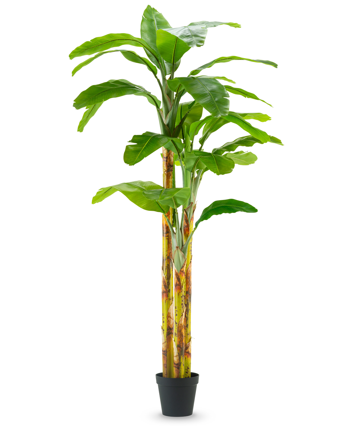 De Kunstplant Bananenboom 270 cm heeft brede groene bladeren en geelgroene stelen in een kleine zwarte pot, tegen een effen witte achtergrond.