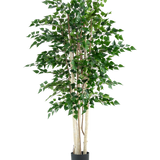 De Kunstplant Ruwe Berk 210 cm heeft meerdere slanke witte stammen en dichte groene bladeren, hoog in een zwarte pot tegen een effen witte achtergrond.