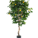 Een hoge Kunstplant Sinaasappelboom 180 cm met weelderige groene bladeren en verschillende oranje vruchten, tegen een effen witte achtergrond.
