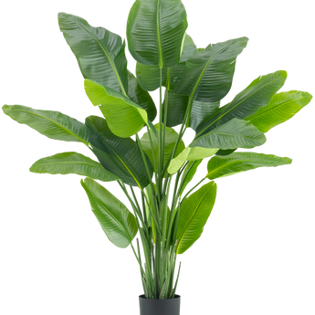 De Kunstplant Strelitzia Real Touch Deluxe 180 cm is een hoge kunstplant met grote, glanzende groene bladeren als een tropische paradijsvogel, in een eenvoudige zwarte pot tegen een witte achtergrond.
