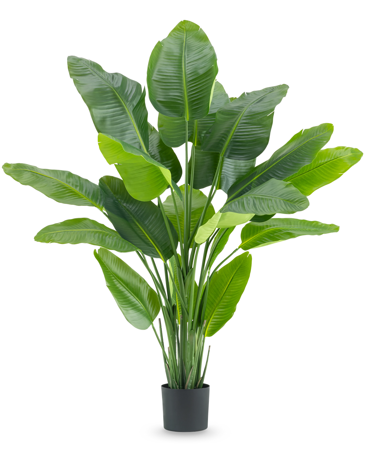 De Kunstplant Strelitzia Real Touch Deluxe 180 cm is een hoge kunstplant met grote, glanzende groene bladeren als een tropische paradijsvogel, in een eenvoudige zwarte pot tegen een witte achtergrond.