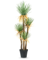 De Kunstplant Yucca deluxe 182 cm is een hoge kunstyucca met meerdere houtachtige stengels en trossen lange, puntige groene bladeren en wat vergeling aan de basis, perfect als decoratiestuk voor elke ruimte.