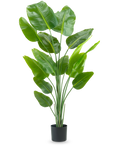 De Kunstplant Strelitzia 180 cm real touch is een hoge, groene kunstplant met lange stelen en grote, glanzende bladeren die lijken op een paradijsvogel, tegen een effen witte achtergrond.
