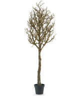 De Kunst decoratie boom met takken 180 cm is een kale, bladerloze boom met veel takken in een zwarte plastic pot, tegen een effen witte achtergrond.