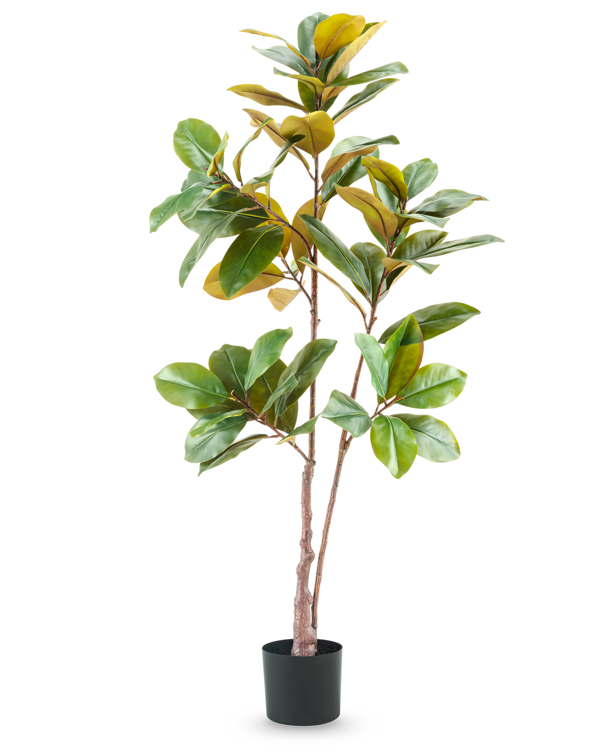 De Kunstplant Yulaniaboom 150 cm is een hoge, levensechte kunstplant met brede groene en gele bladeren in een zwarte pot, tegen een effen witte achtergrond.