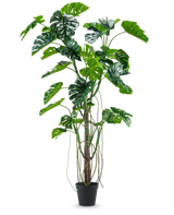 De Kunstplant Monstera 240 cm is een hoge kunstplant met meerdere groene, gespleten bladeren en lange ranken in een zwarte pot, geplaatst tegen een effen witte achtergrond.