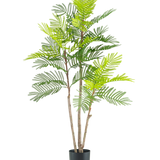 De Kunst Varen plant 120 cm heeft meerdere slanke bruine stengels en weelderige groene varenachtige bladeren, in een kleine zwarte pot tegen een effen witte achtergrond.