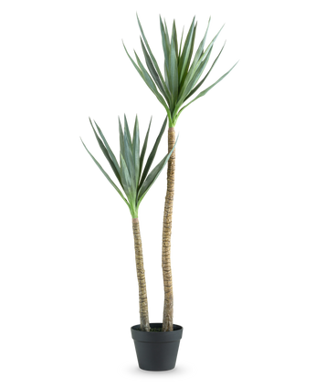 De Kunstplant Heneken 120 cm is een kunstmatige yucca plant met twee hoge, slanke stammen en puntige groene bladeren tegen een effen witte achtergrond.