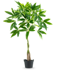 Kunstplant Pachira 90 cm