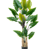 De Kunstplant Calocasia 210 cm heeft lange, stevige stelen en grote groene tropische bladeren, gerangschikt in een zwarte pot tegen een effen witte achtergrond.