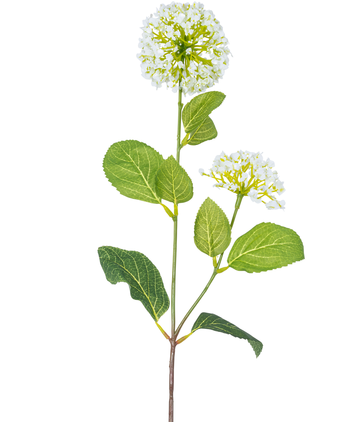 De Kunstbloem Sneeuwbal/Viburnum (70 cm) heeft twee trossen kleine witte bloemen en meerdere groene ovale bladeren op een steel, tegen een witte achtergrond.