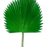 Het Kunstblad Washingtonia 105cm is een enkel groen palmblad met een waaiervorm en puntige uiteinden, tegen een effen witte achtergrond.