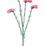 De Kunsttak Statice 64 cm roze heeft drie groene stelen met kleine gekrulde blaadjes, elk eindigend in trosjes delicate roze bloemen, geïsoleerd op een witte achtergrond.