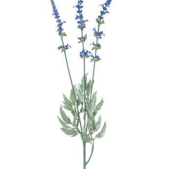 Een botanische illustratie van Kunsttak Lavendel 66 cm blauw toont drie lange, dunne stengels met clusters van kleine blauwe bloemen en langwerpige groene bladeren tegen een witte achtergrond.