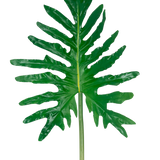 De Kunstblad Philodendron 90cm heeft één groot groen splitblad met diepe lobben en een lange steel, tegen een effen witte achtergrond.