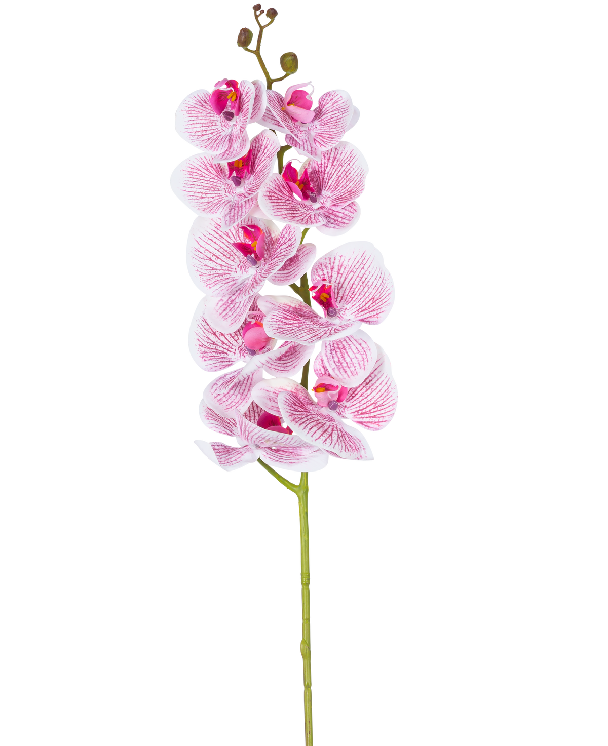 De Kunst Orchidee Real Touch Deluxe 105 cm in fuchsia/wit heeft een enkele steel met meerdere bloesems, met levensechte roze geaderde bloemblaadjes die een opvallend decoratief accent vormen tegen een effen witte achtergrond.