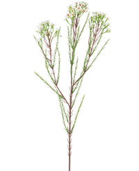 Kunsttak Waxflower 78 cm creme
