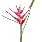 Een enkele steel van de Kunstbloem Heliconia 90 cm fuchsia, een tropische kunstplant met lange groene bladeren, tegen een witte achtergrond.