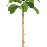 De Kunstboom Bananenplant 240 cm heeft lange, levensechte groene bladeren en een bruine stam met een gestructureerd oppervlak, geplaatst in een kleine zwarte pot tegen een effen witte achtergrond.
