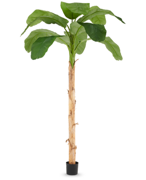 De Kunstboom Bananenplant 240 cm heeft lange, levensechte groene bladeren en een bruine stam met een gestructureerd oppervlak, geplaatst in een kleine zwarte pot tegen een effen witte achtergrond.