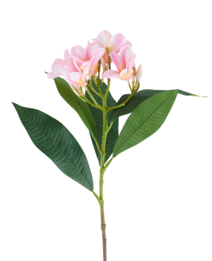 Een kunstbloem Plumeria van 75 cm, roze/crème, met één steel, grote groene bladeren en een tros lichtroze plumeria-bloemen aan de top, afgebeeld tegen een witte achtergrond.