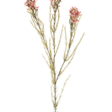 Een enkele Kunstbloem Wax van 78 cm in oudroze heeft een groene stengel met drie takken, die elk zijn voorzien van kleine, delicate oudroze bloemen en dunne, naaldachtige blaadjes, weergegeven tegen een effen witte achtergrond.