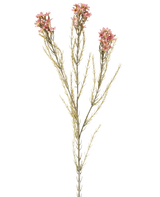 Een enkele Kunstbloem Wax van 78 cm in oudroze heeft een groene stengel met drie takken, die elk zijn voorzien van kleine, delicate oudroze bloemen en dunne, naaldachtige blaadjes, weergegeven tegen een effen witte achtergrond.
