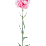 Kunstbloem: anjer van 68 cm, roze, met gegolfde roze bloemblaadjes aan een lange groene steel, geïsoleerd tegen een witte achtergrond.
