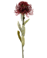 Een enkele Kunstbloem Protea van 60 cm in de kleur bordeaux heeft een donkerrode, stekelige bloem met groene bladeren, gefotografeerd tegen een witte achtergrond.